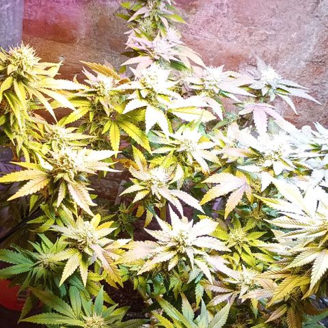 Amnesia growlog timeline photo