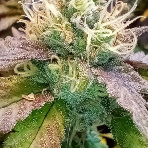 Amnesia growlog timeline photo