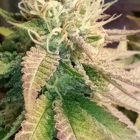 Amnesia growlog timeline photo