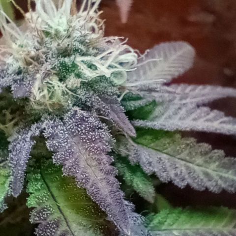 Amnesia growlog timeline photo