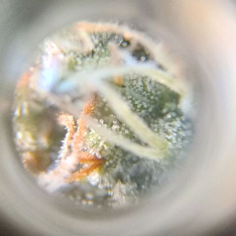Amnesia growlog timeline photo