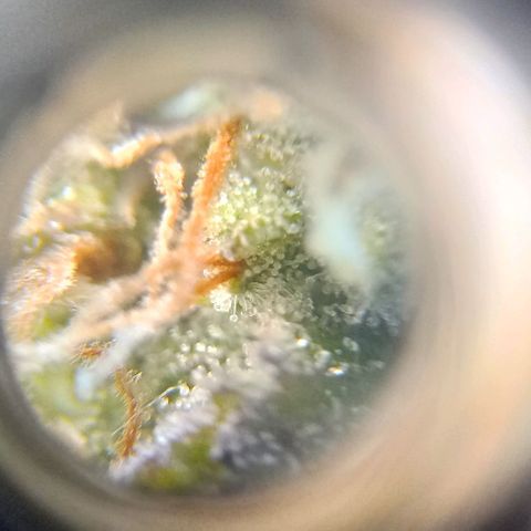 Amnesia growlog timeline photo