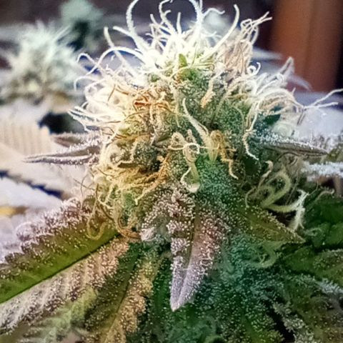 Amnesia growlog timeline photo