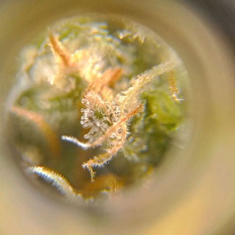 Amnesia growlog timeline photo