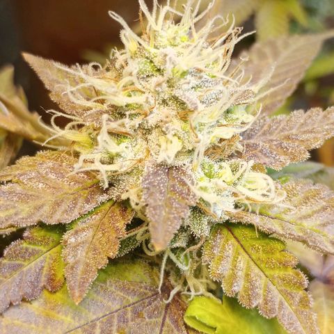 Amnesia growlog timeline photo