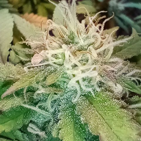 Amnesia growlog timeline photo