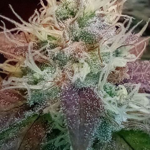 Amnesia growlog timeline photo