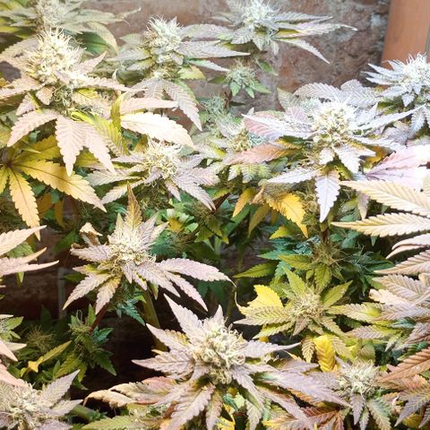 Amnesia growlog timeline photo