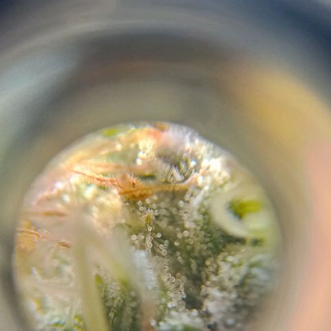 Amnesia growlog timeline photo