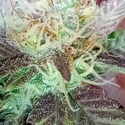 Amnesia growlog timeline photo