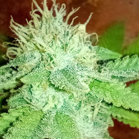 Amnesia growlog timeline photo