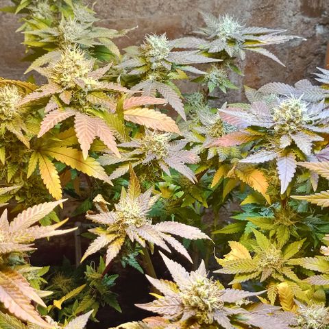 Amnesia growlog timeline photo