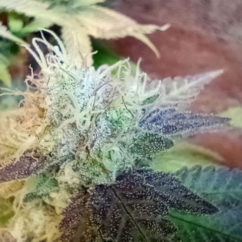 Amnesia growlog timeline photo