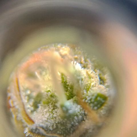 Amnesia growlog timeline photo