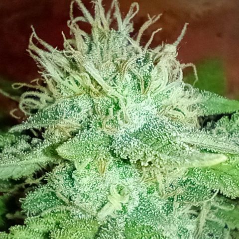 Amnesia growlog timeline photo