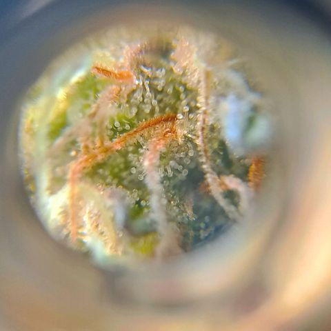 Amnesia growlog timeline photo