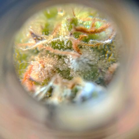 Amnesia growlog timeline photo
