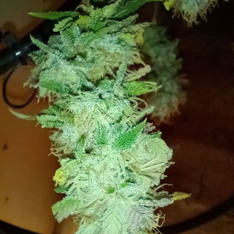 Amnesia growlog timeline photo