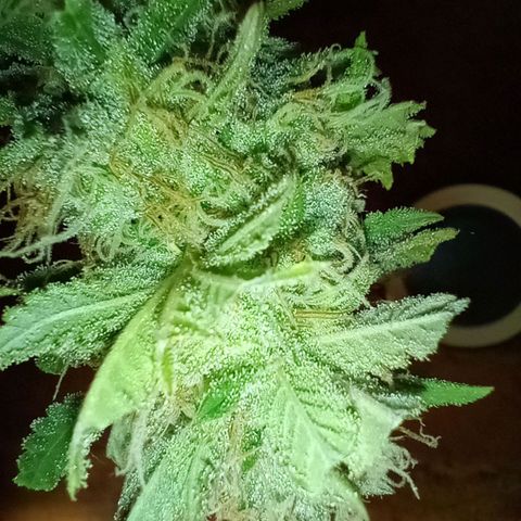 Amnesia growlog timeline photo