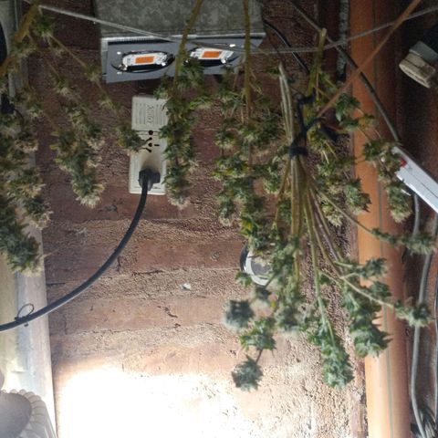 Amnesia growlog timeline photo