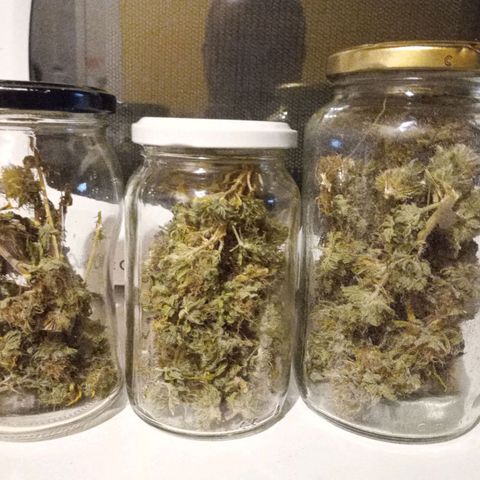 Amnesia growlog timeline photo