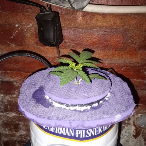 Jack growlog timeline photo