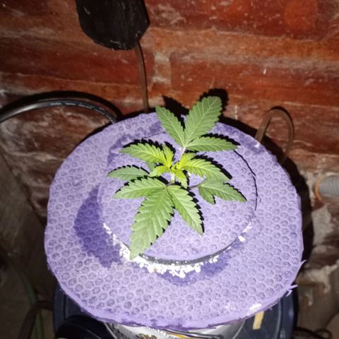Jack growlog timeline photo