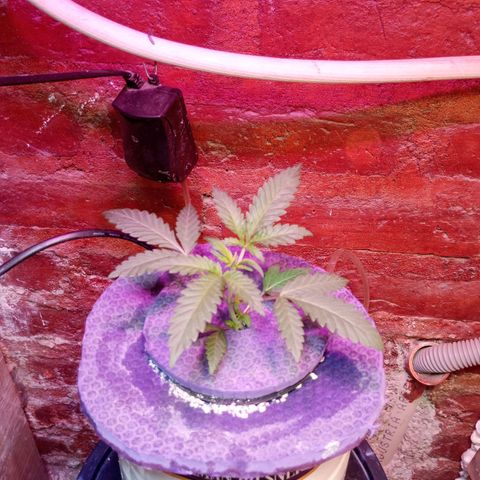 Jack growlog timeline photo