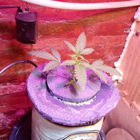 Jack growlog timeline photo