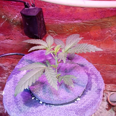 Jack growlog timeline photo