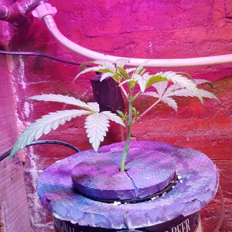 Jack growlog timeline photo