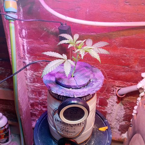 Jack growlog timeline photo