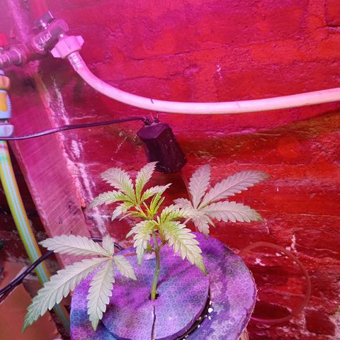 Jack growlog timeline photo