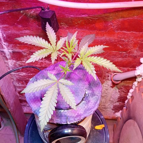 Jack growlog timeline photo