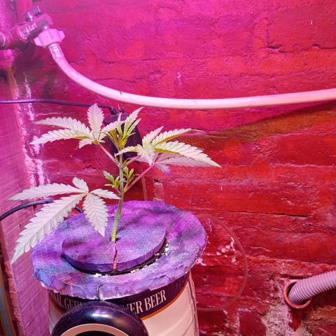 Jack growlog timeline photo