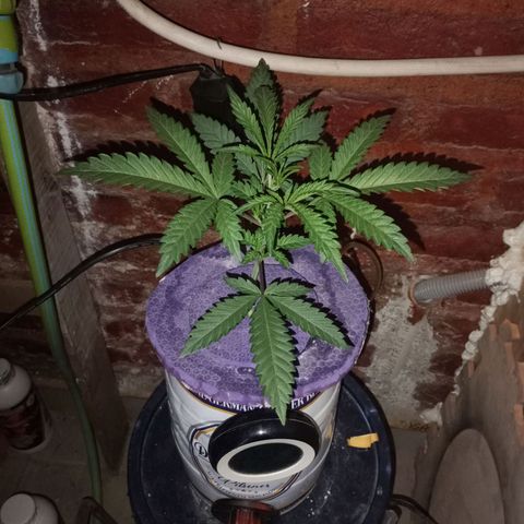 Jack growlog timeline photo