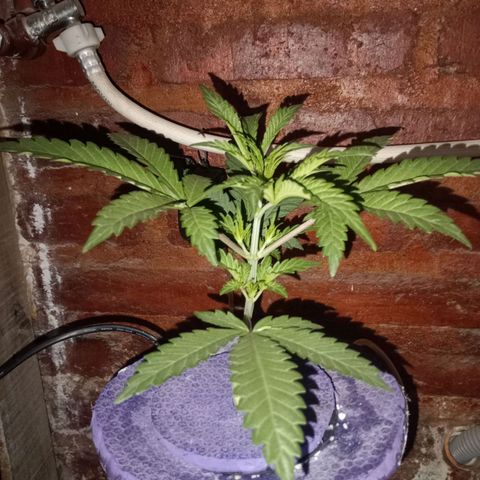 Jack growlog timeline photo