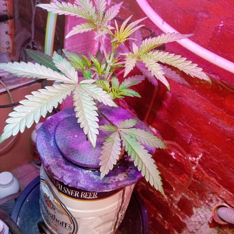 Jack growlog timeline photo