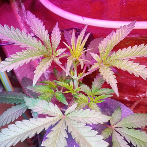 Jack growlog timeline photo