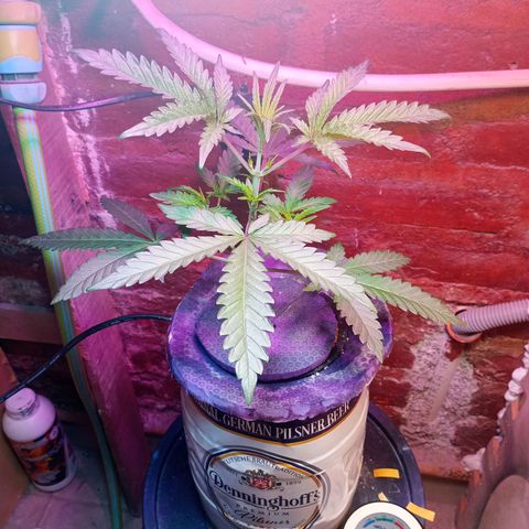 Jack growlog timeline photo