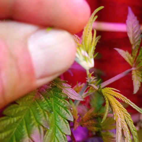 Jack growlog photo: Corte apical.4 ta estructura. 8 ramas centrales.