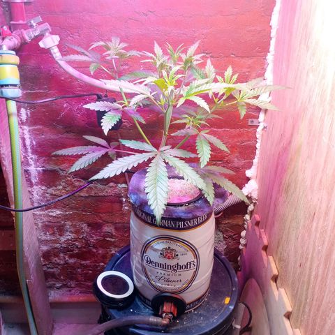 Jack growlog timeline photo