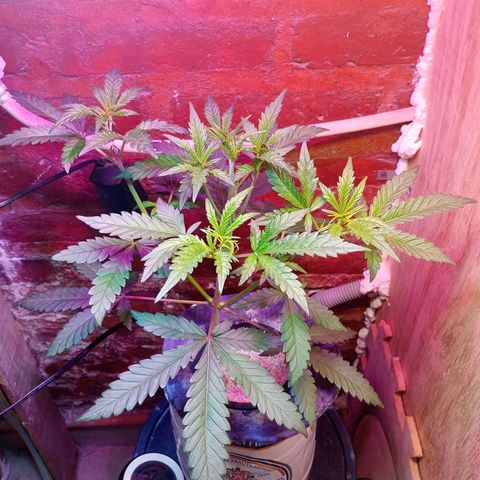 Jack growlog timeline photo