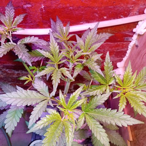 Jack growlog timeline photo
