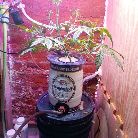 Jack growlog timeline photo