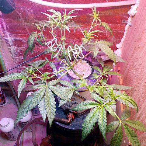 Jack growlog timeline photo