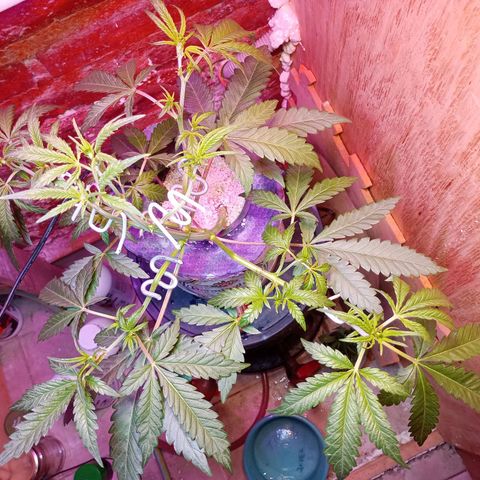 Jack growlog timeline photo