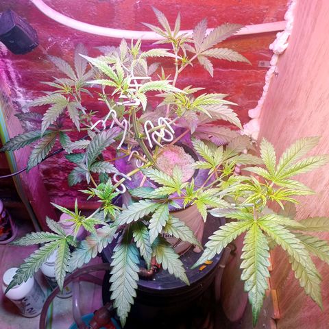 Jack growlog timeline photo