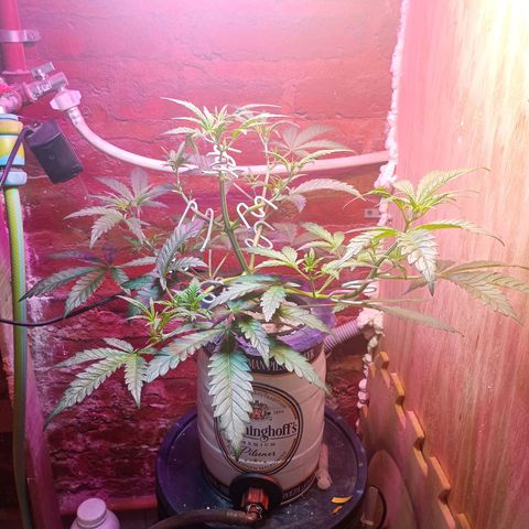 Jack growlog timeline photo
