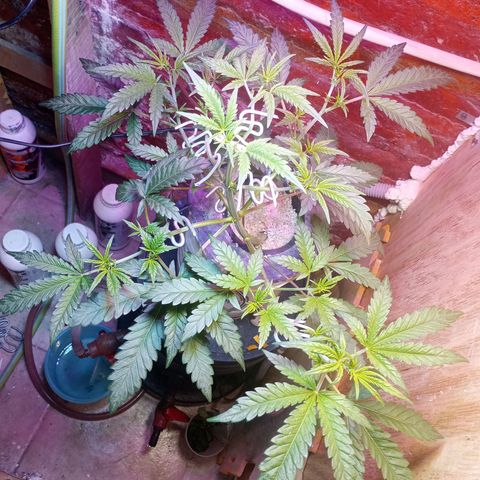 Jack growlog timeline photo